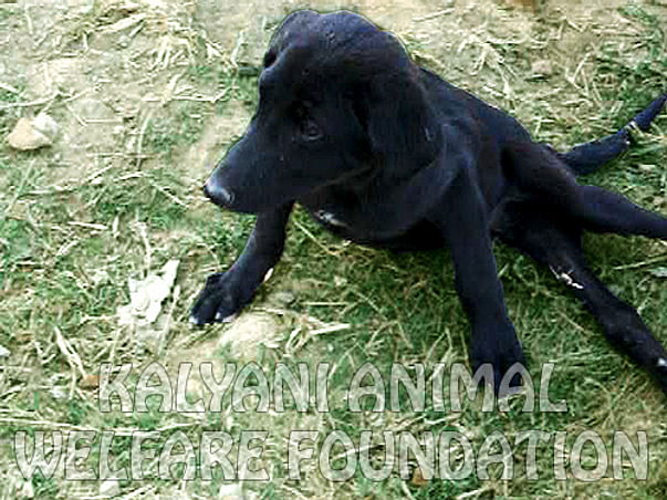 I am fundraising to set up an Orthopedic and Spinal Injury Rehabilitation Center for Animals