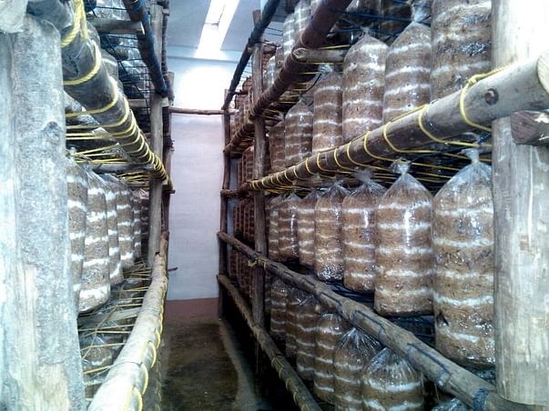 I am fundraising to economic upliftment with Mushroom Cultivation