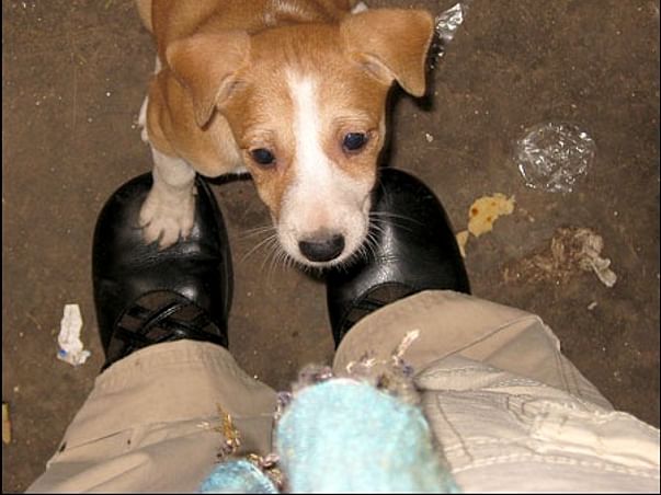 I am fundraising to - We care for your fur, Puppy!