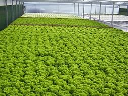 I am fundraising to develop Sustainable agricultural technologies