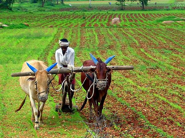 I am fundraising so that our farmers can be rid of the cycle of debts that lead to suicides.