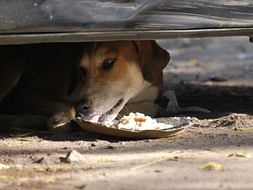 #BeBoldForChange. Help this senior citizen feed 550+ stray dogs daily