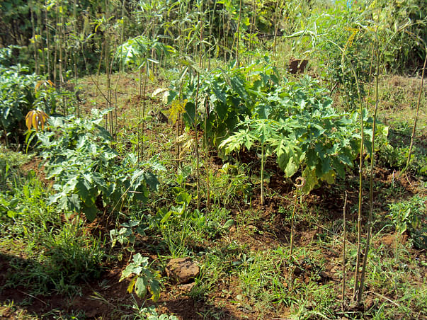Planting 10000 Fruit Bearing Trees