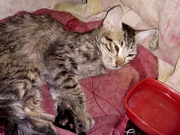 Help Kaddu Undergo Medical Tests And Get Back To Life