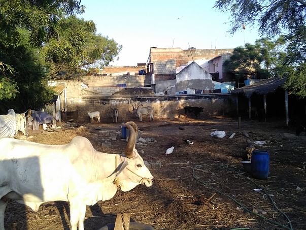 Help Build A Shelter For Temple Cows Rescued From Slaughter