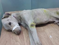 This Dog Was Hit and Run and Is In Need Of Support For Treatment.