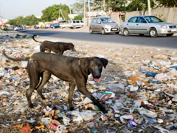 Help Preparing Home for Speechless Stray Animals