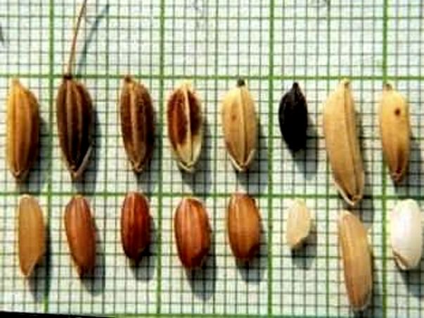 Save traditional rice