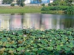 Bengaluru Marathon: Lake Restoration, Uttarahalli
