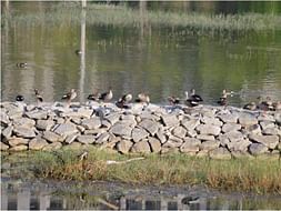 Bengaluru Marathon: Kaikondranahalli Lake Restoration, Sarjapur