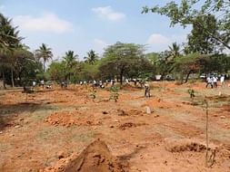 Bengaluru Marathon: Improving green cover in HSR Layout
