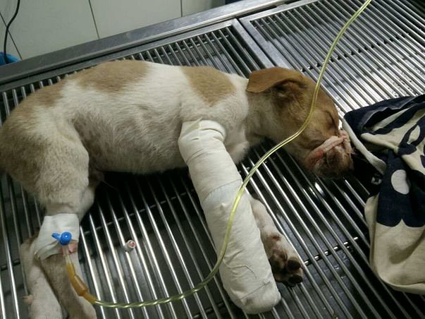 Help Timon the Superman get back on his feet