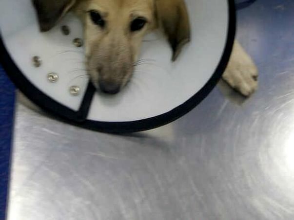 Help Ena, a dog beaten & thrown away with a broken leg