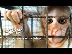 #PAW (People for Animals on Wheels)