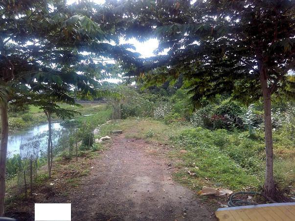 Planting Trees in Semi Urban Area