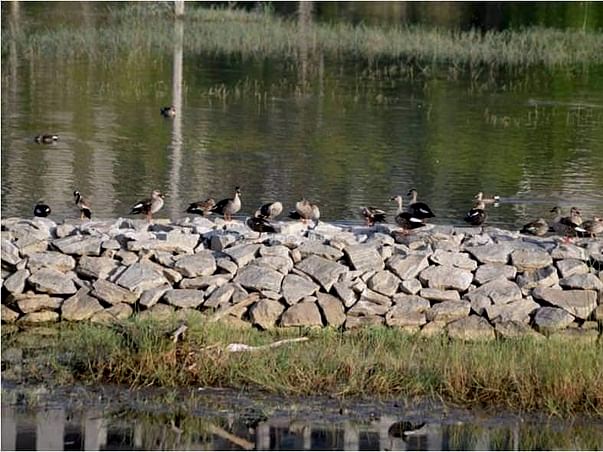Peace Ride: Kaikondranahalli Lake Restoration, Sarjapur