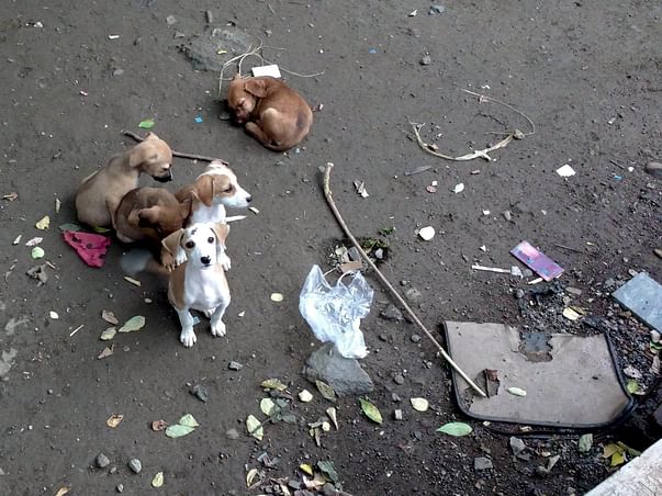 Neuter & Vaccinate Stray Dogs - Prevent Attacks on Kids