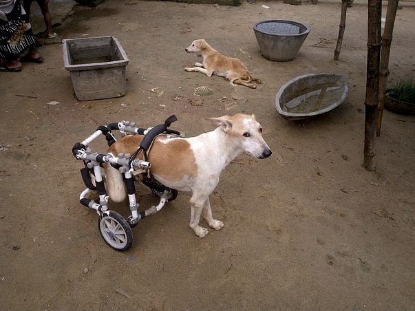 Help Paralyzed Dogs Walk Again
