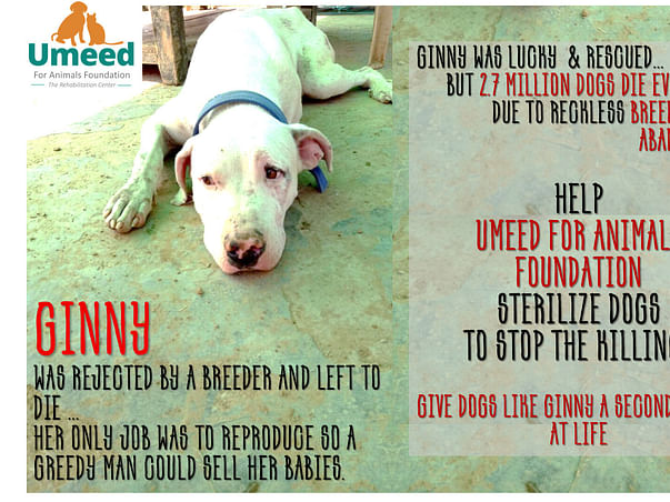 Help us Sterilize & Treat rescued dogs at Umeed's Rehab Center !