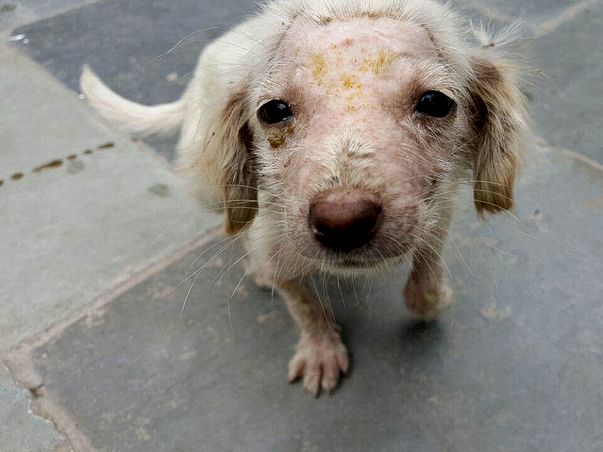 Help PFA save more animals!