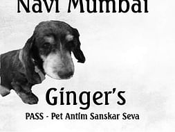 Ginger's PASS