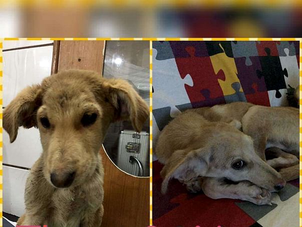 Help Candyman Take Care Of 30 Dogs
