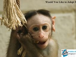 These macaques needs your help for a healthy future