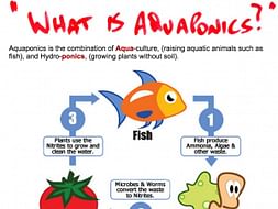 Aquaponics - new way of organic agriculture to relieve farm stress