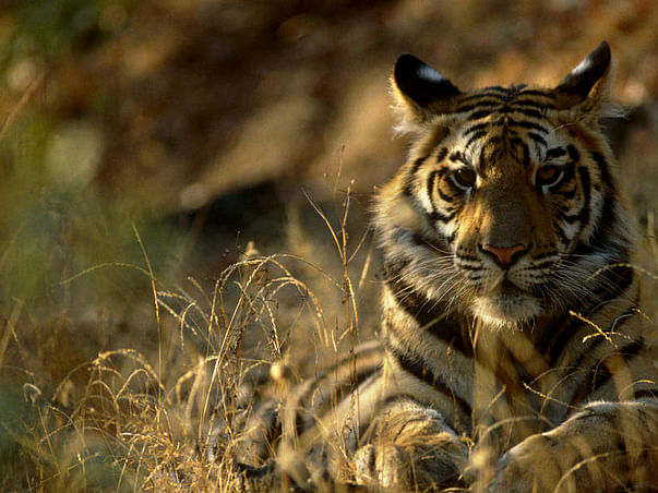 Join the Tiger Brigade