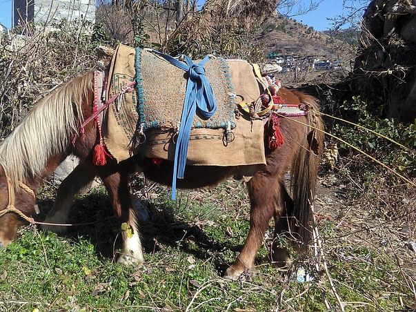 Lets Build A Home For Neelu, The Horse