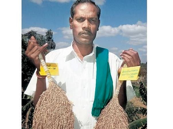 Savior of 150 paddy varieties in India faces battle against cancer