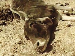 Help Abhinav Save Cows Being Starved in Bundelkhand, India