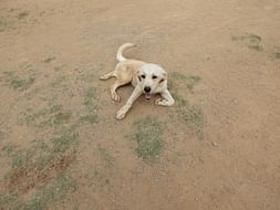 Support WalkofLife: Rehabilitation Program For Angel and Princess