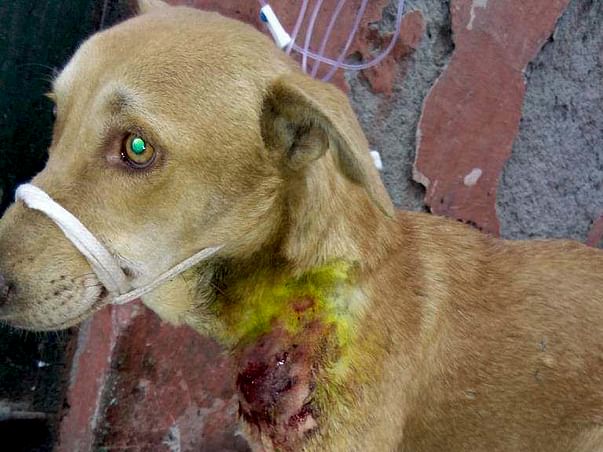 Your help needed for treatment of stray dog with critical condition