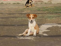Help In Building A Physical Therapy Unit For Paralyzed Homeless Dogs