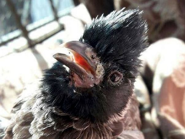 Help These Innocent Creatures In Pain