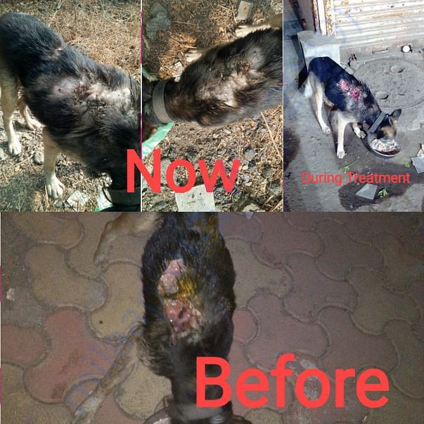 Burns wound turned to Maggots wound case completely healed