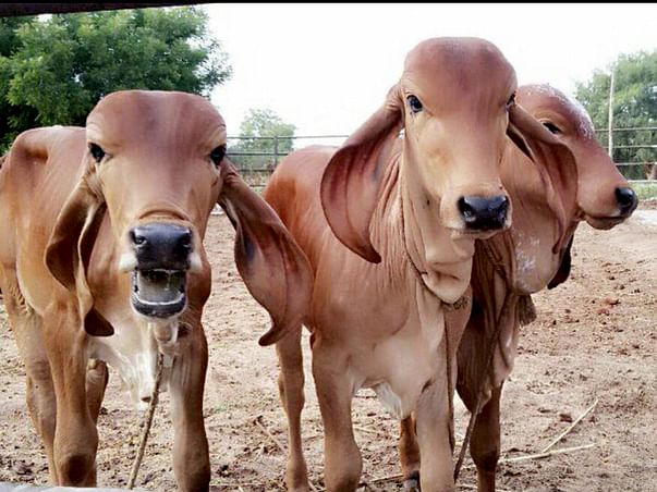 Gau Samvardhan