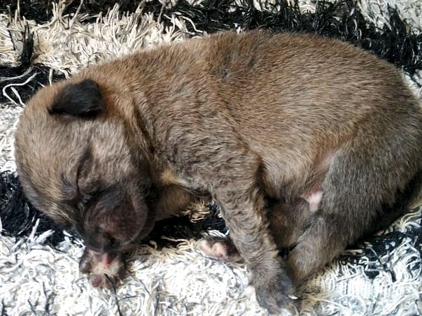 Help Us In Sterilisation Of Stray Dogs In Delhi