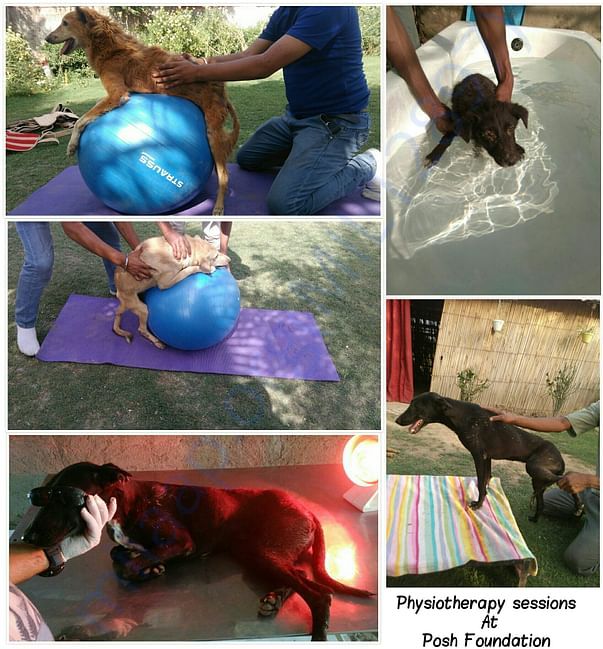 This is just 20% of what we can actually do to help animals.Help us