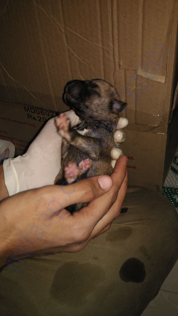 Only 3 days old