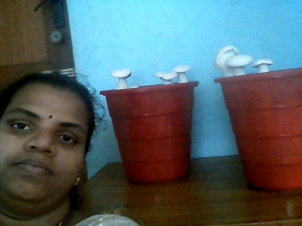 Help for Tejas Mushrooms Farm startup