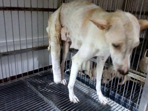 Help Us Pay For The Treatment Cost Of An Abused Mother Dog