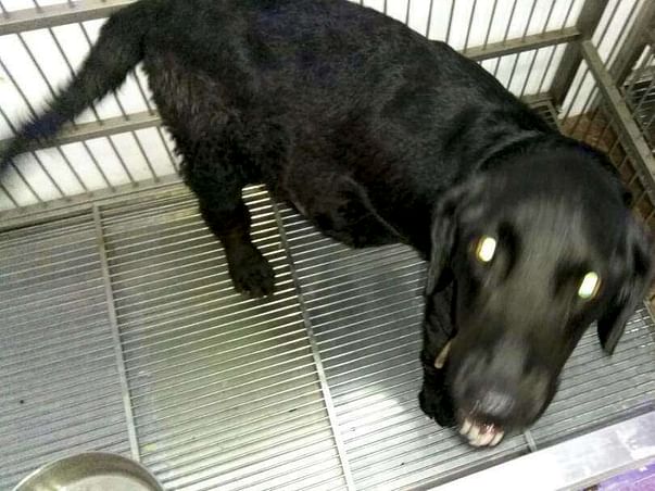 Help Us Pay For The Treatment Of Bruno, An Abandoned Dog