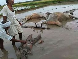 Let's Help This Farmer's Family To Survive