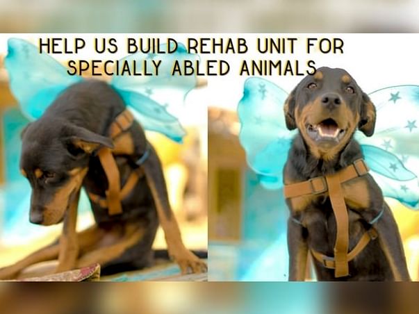 Help Build Rehab Unit For Specially-abled Animals