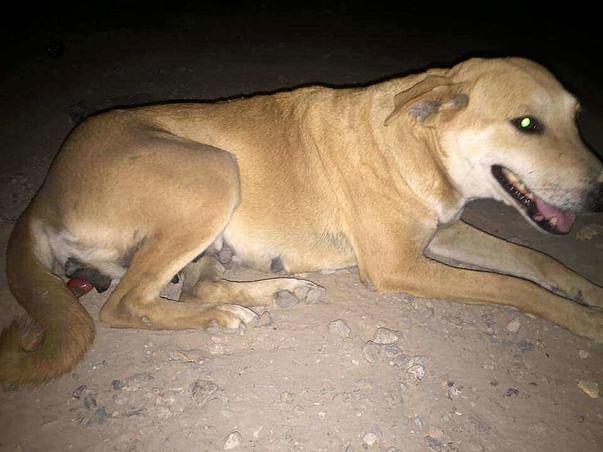 Help us pay her medical bills