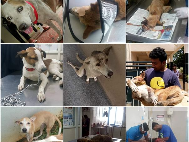 Help Voiceless Souls to beat the pain they are going through.