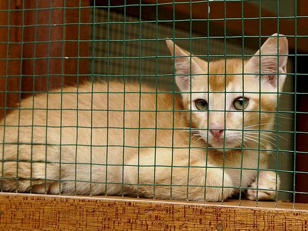 Help Us Build A Rehabilitation cum Adoption center For Animals