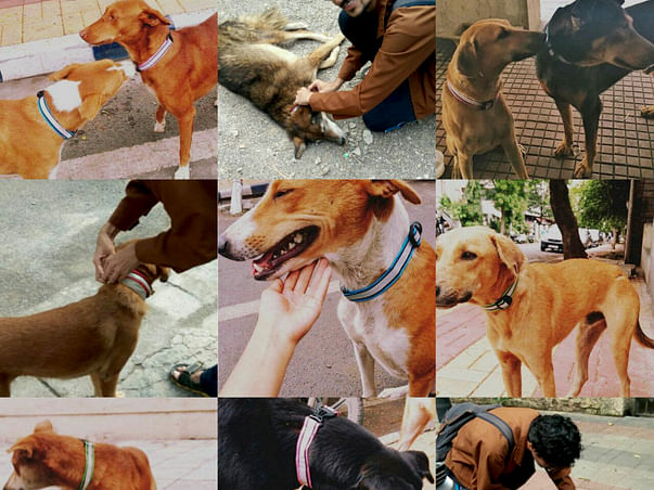 Reflective Collars for Animals